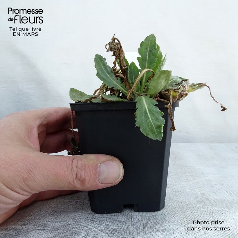 Exemplar von Kokardenblume Tokayer - Gaillardia grandiflora Kleine Töpfe von 8/9 cm wie im Frühjahr geliefert