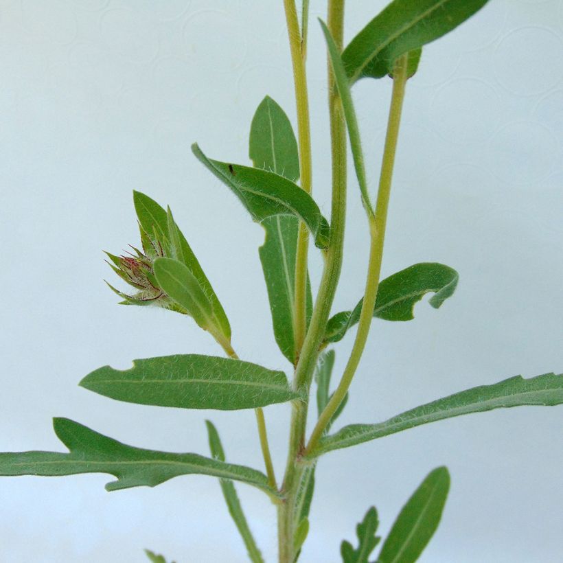 Kokardenblume Amber Wheels - Gaillardia aristata (Foliage)