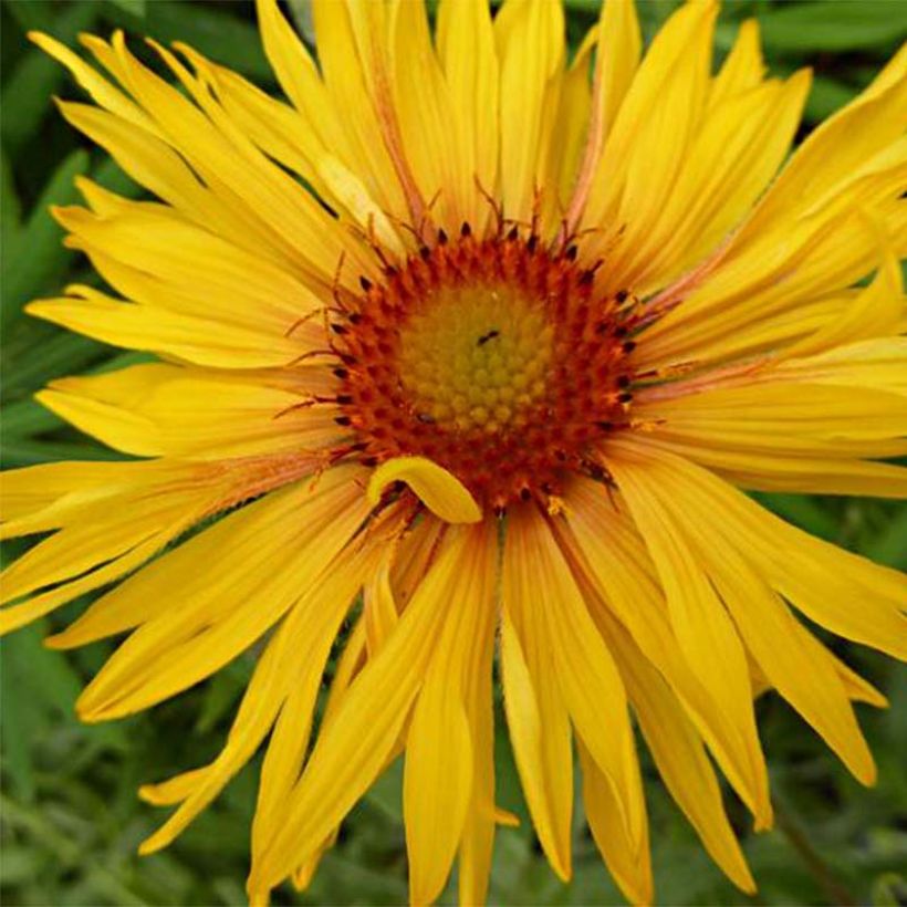 Kokardenblume Amber Wheels - Gaillardia aristata (Flowering)