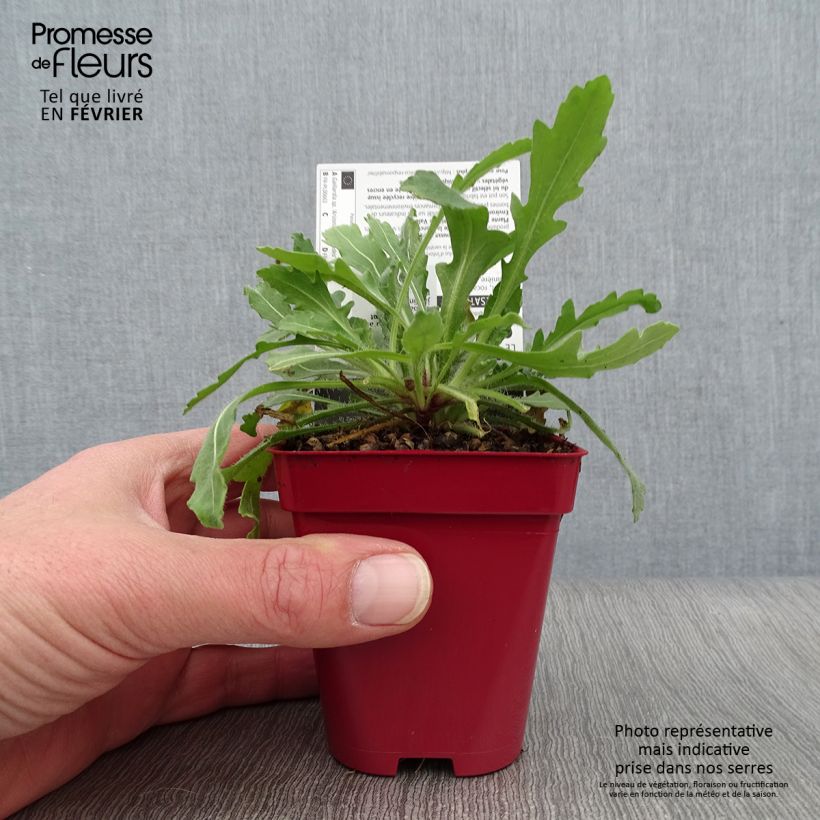 Exemplar von Kokardenblume Arizona Red Shades - Gaillardia grandiflora Kleine Töpfe von 8/9 cm wie im Winter geliefert