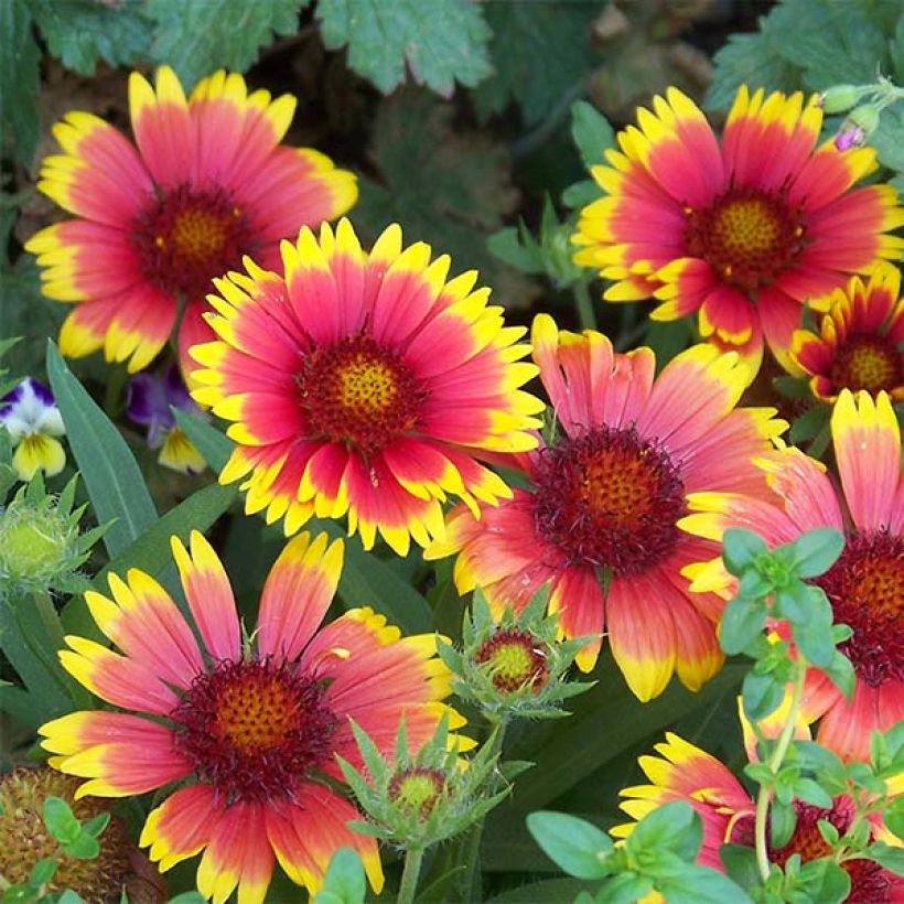 Kokardenblume Lutin - Gaillardia (Flowering)