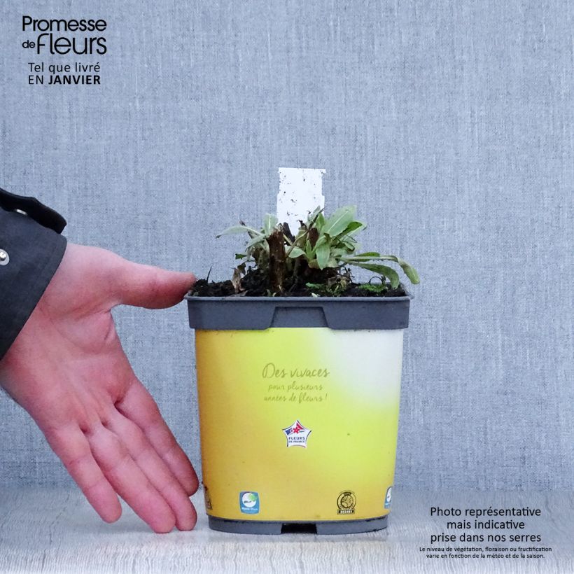 Exemplar von Kokardenblume Mesa Bright Color - Gaillardia aristata Topf mit 2L/3L wie im Winter geliefert