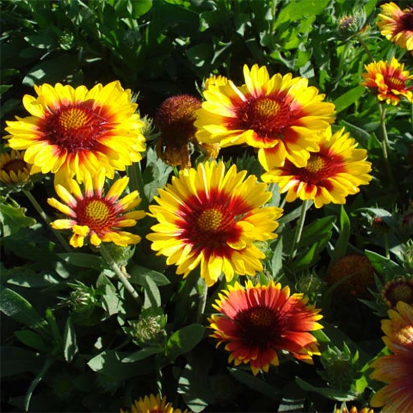 Kokardenblume Mesa Bright Color - Gaillardia aristata (Plant habit)