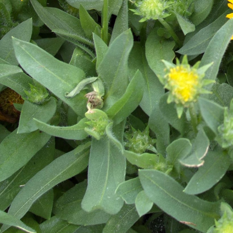 Kokardenblume Mesa Yellow - Gaillardia grandiflora (Foliage)