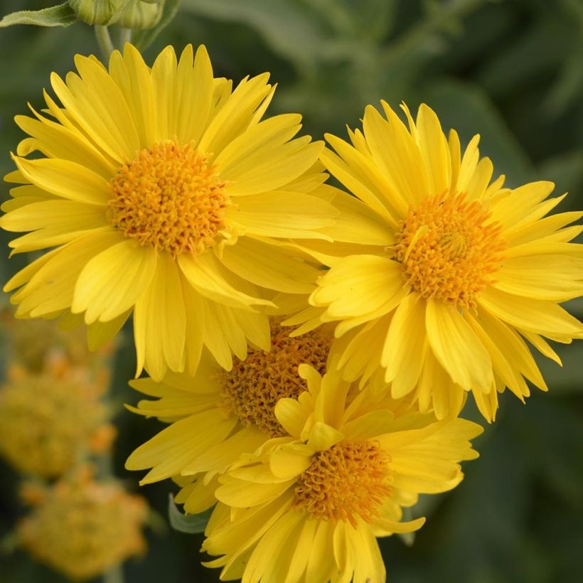 Kokardenblume Mesa Yellow - Gaillardia grandiflora (Flowering)