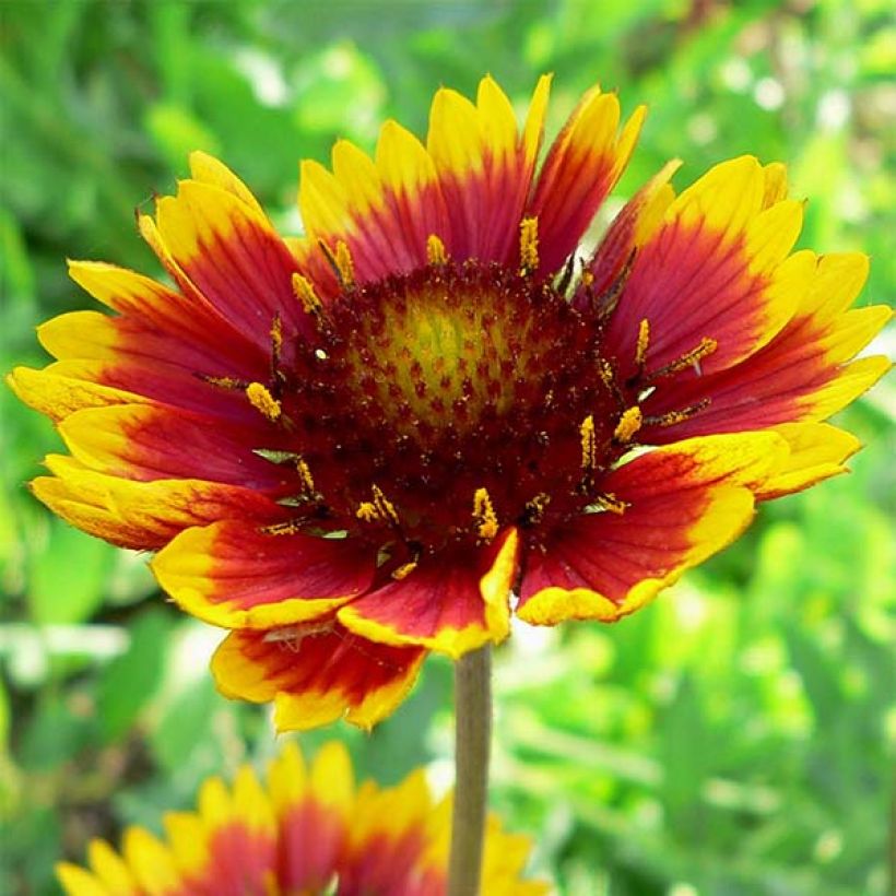 Kokardenblume Royale - Gaillardia (Flowering)