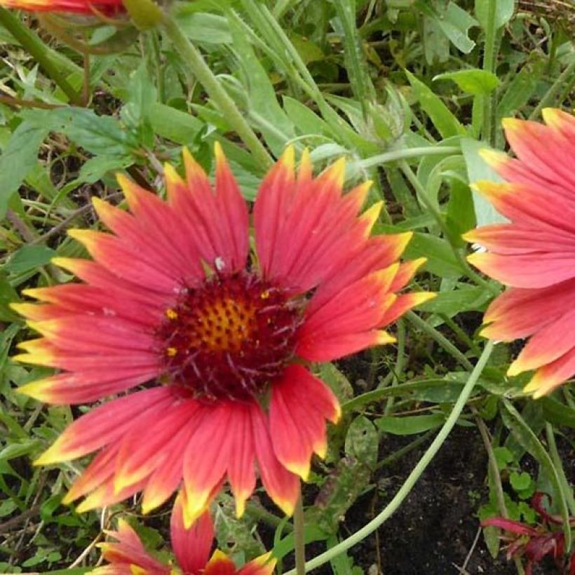 Kokardenblume Tokayer - Gaillardia grandiflora (Flowering)