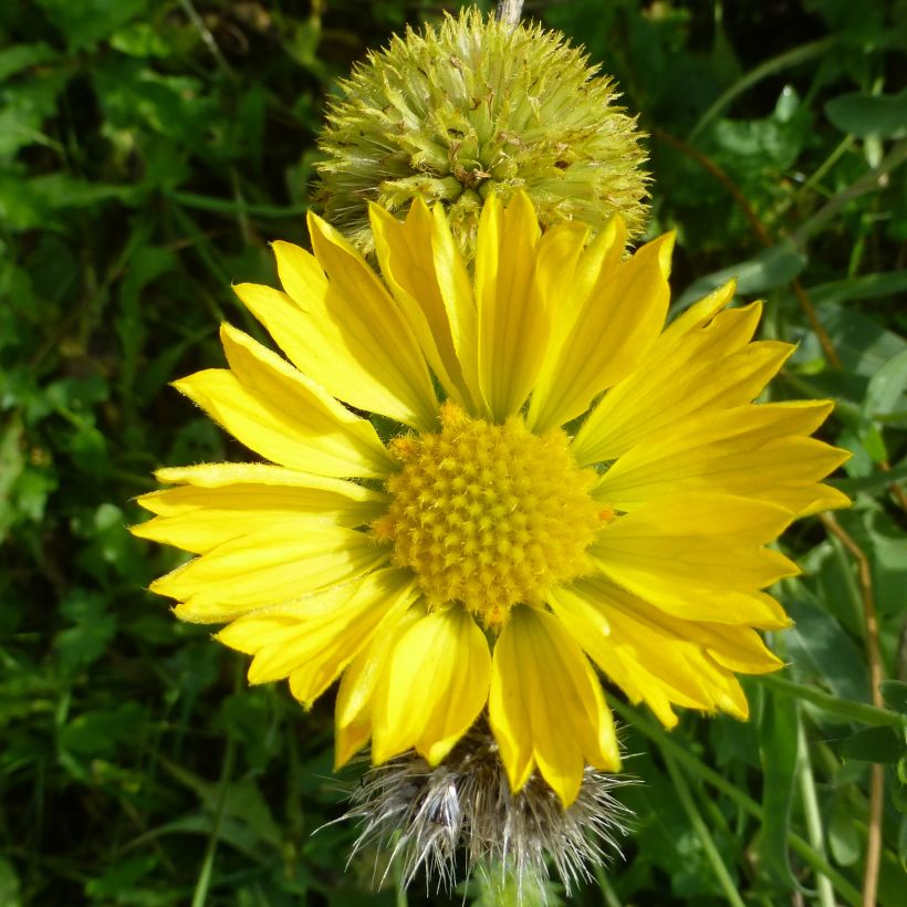 Kokardenblume Maxima Aurea - Gaillardia aristata (Flowering)