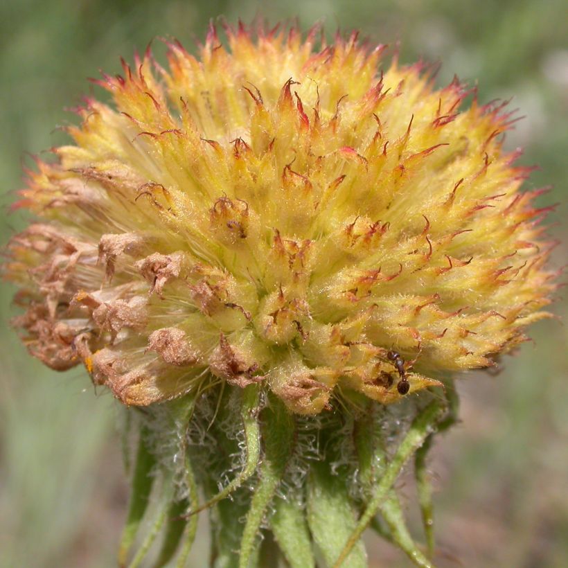 Kokardenblume Maxima Aurea - Gaillardia aristata (Harvest)