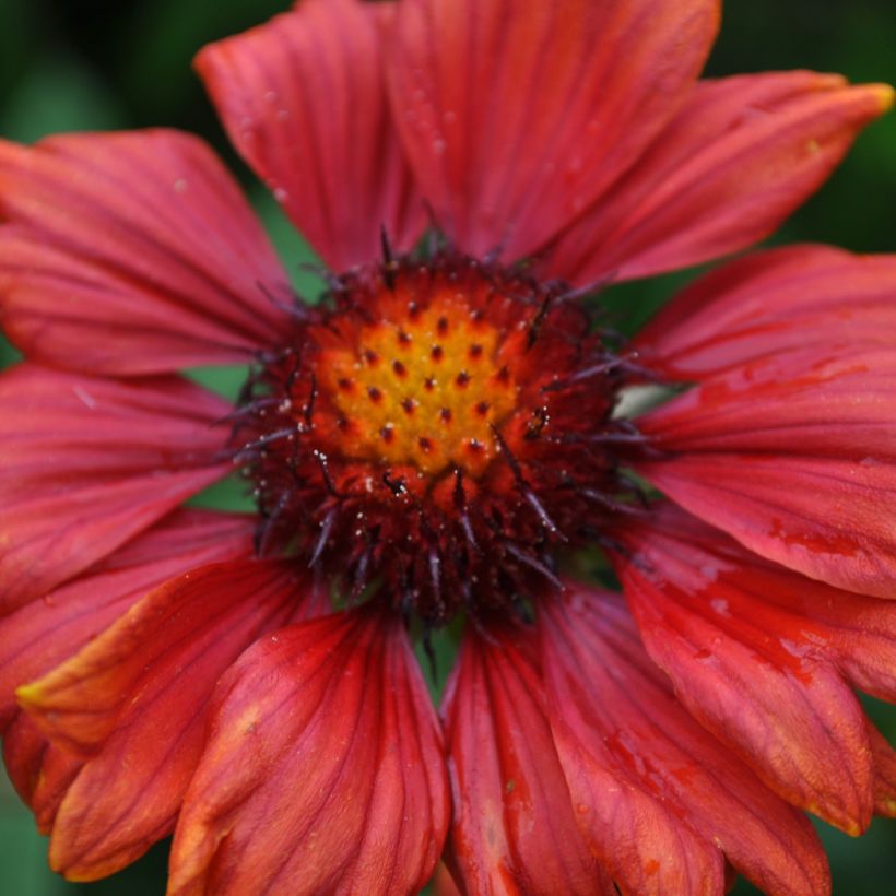 Kokardenblume Burgunder - Gaillardia grandiflora (Flowering)