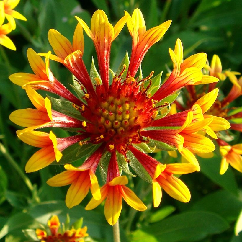 Kokardenblume Fanfare - Gaillardia grandiflora (Flowering)