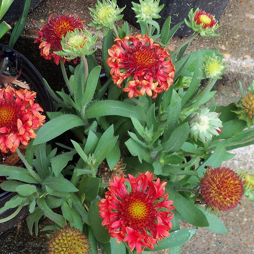 Kokardenblume Fanfare - Gaillardia grandiflora (Plant habit)