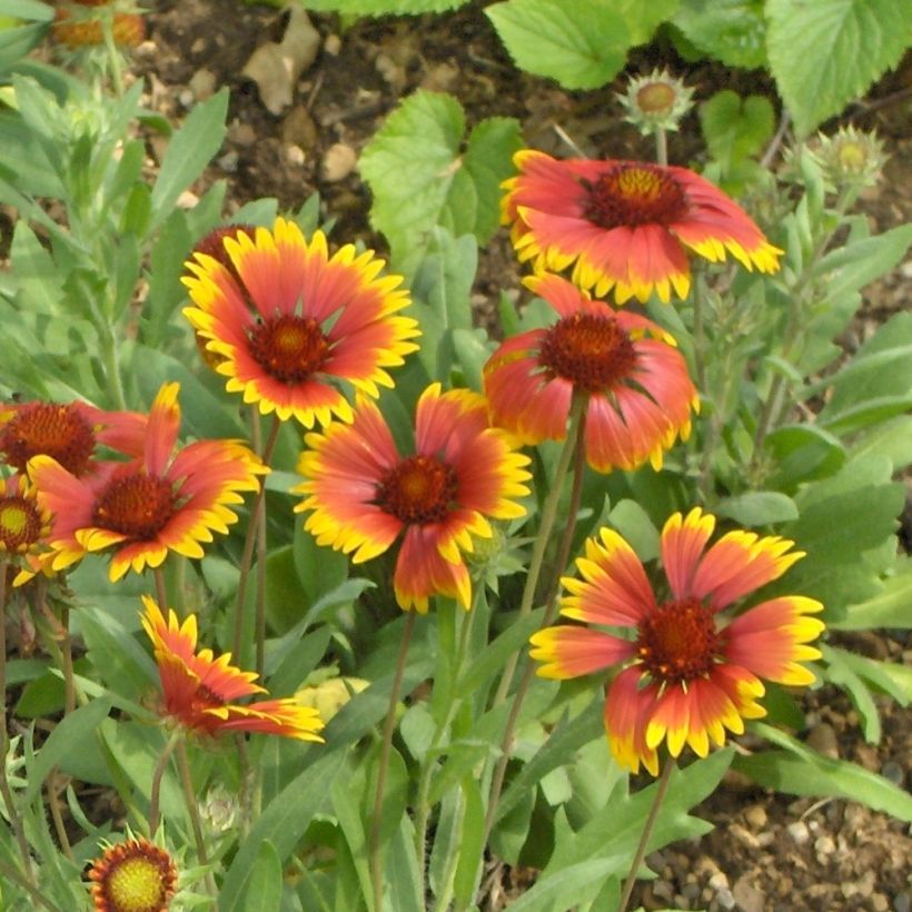 Kokardenblume Kobold - Gaillardia grandiflora (Flowering)