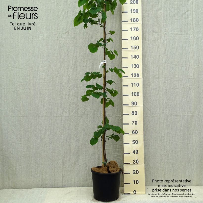 Example of Kanadischer Judasbaum Cascading Hearts - Cercis canadensis Topf mit 7,5L/10L as you get in ete