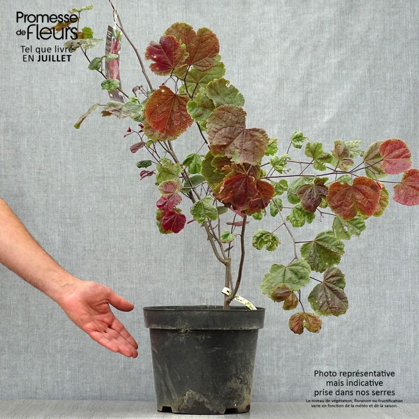 Example of Kanadischer Judasbaum Red Force - Cercis canadensis Topf mit 7,5L/10L as you get in ete