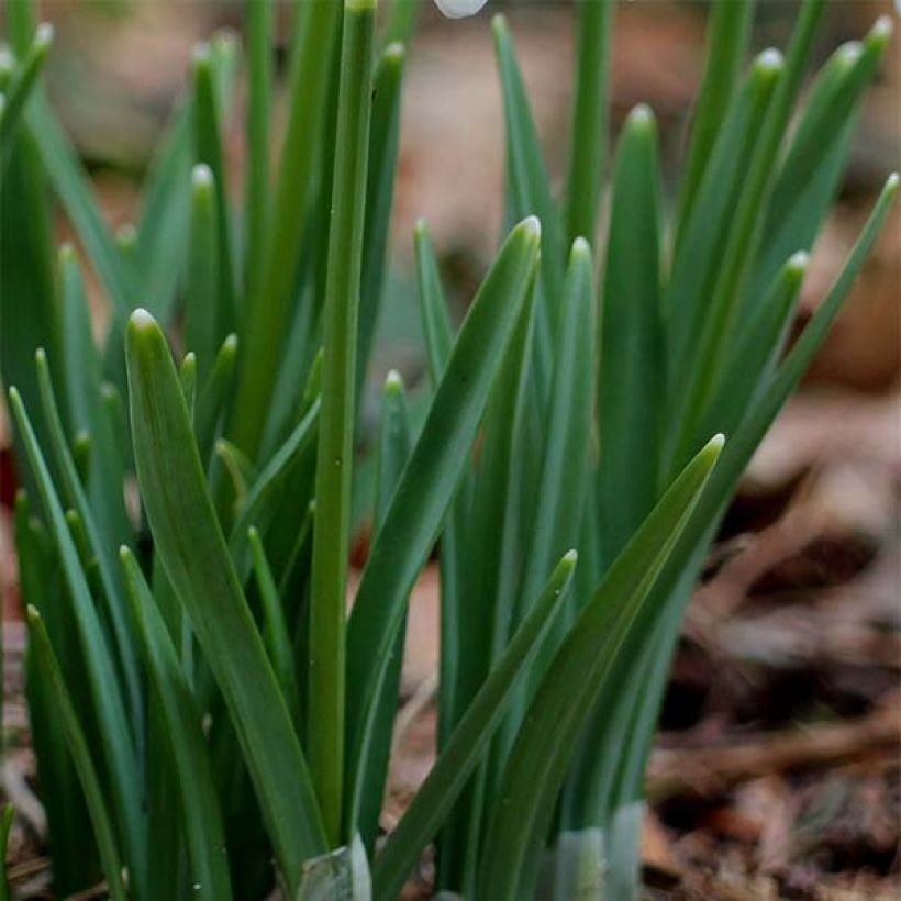 Galanthus nivalis - Schneeglöckchen (Foliage)