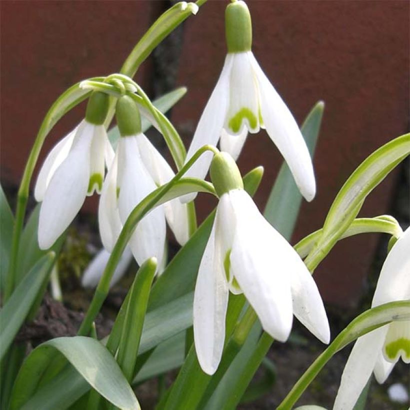 Galanthus nivalis - Schneeglöckchen (Flowering)