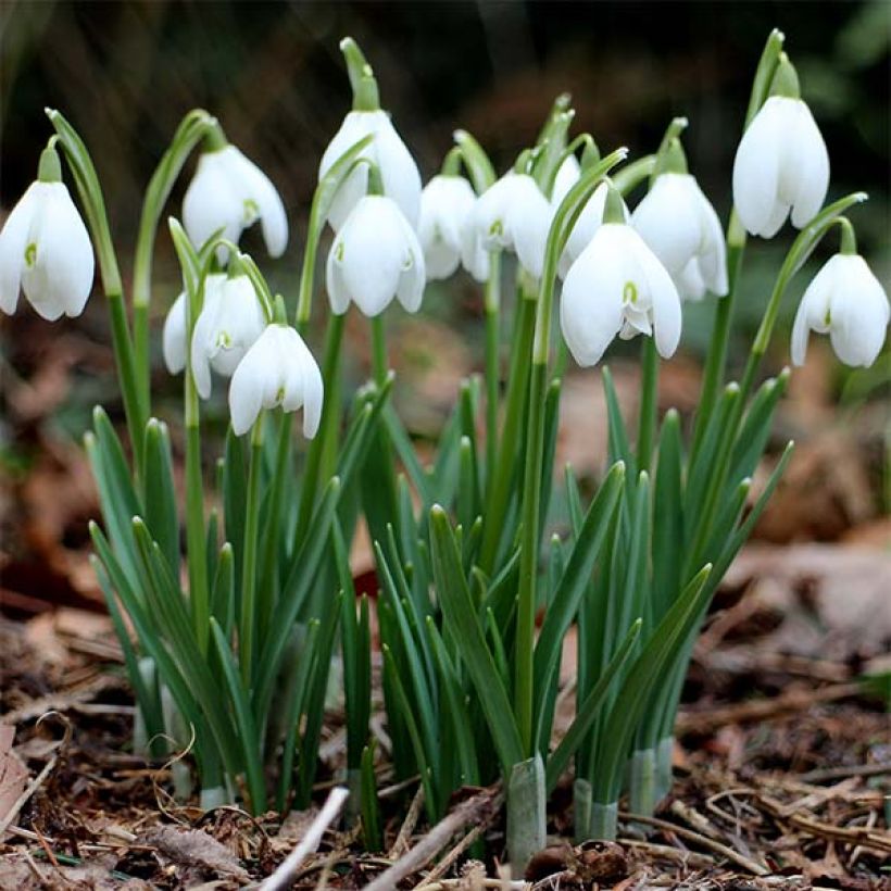 Galanthus nivalis - Schneeglöckchen (Plant habit)