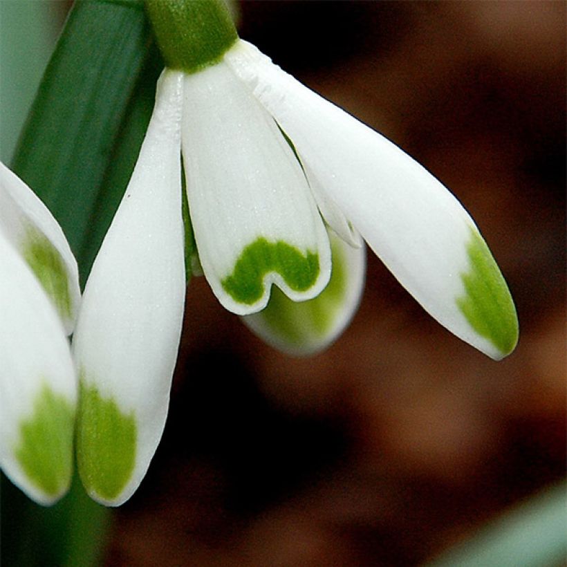 Galanthus nivalis Viridi-Apice - Schneeglöckchen (Flowering)