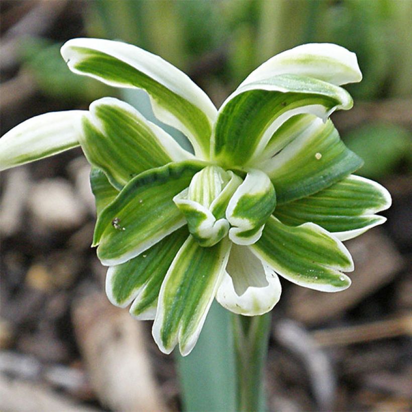 Galanthus nivalis f. pleniflorus Blewbury Tart - Schneeglöckchen (Flowering)