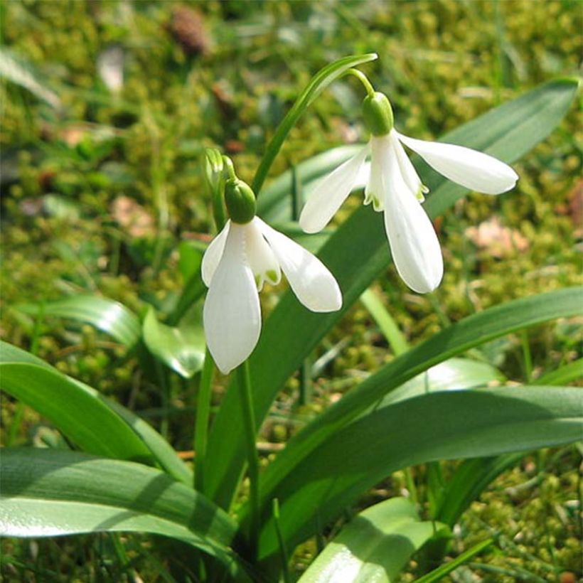 Galanthus woronowii - Woronow-Schneeglöckchen (Flowering)