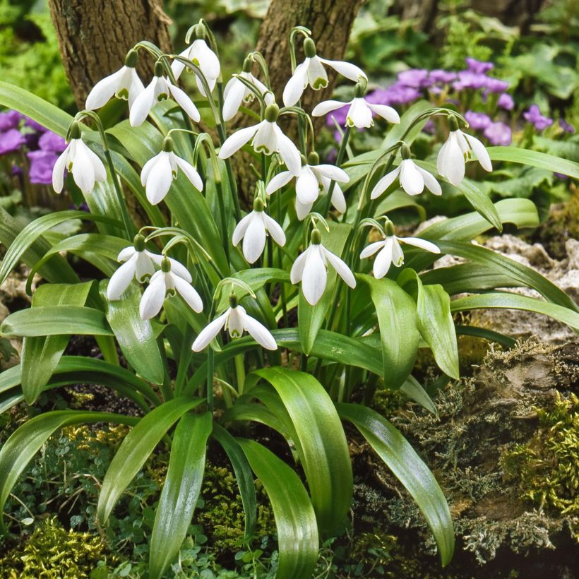 Galanthus woronowii - Woronow-Schneeglöckchen (Plant habit)