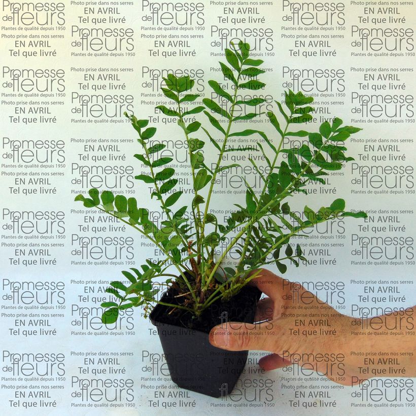 Example of Galega hartlandii Duchess of Bedford - Weiße Geißraute Kleine Töpfe von 8/9 cm as you get