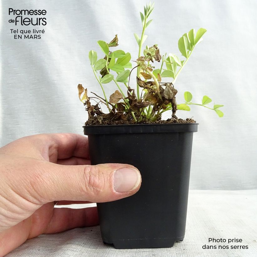 Exemplar von Galega officinalis - Geißraute Kleine Töpfe von 8/9 cm wie im Winter geliefert