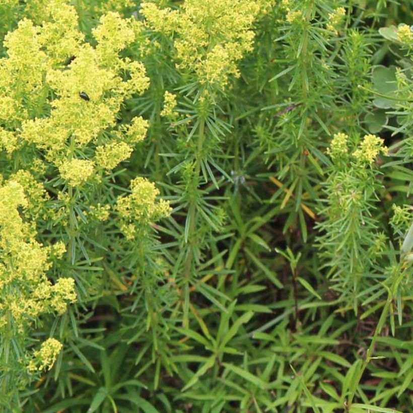 Galium verum - Echtes Labkraut (Foliage)