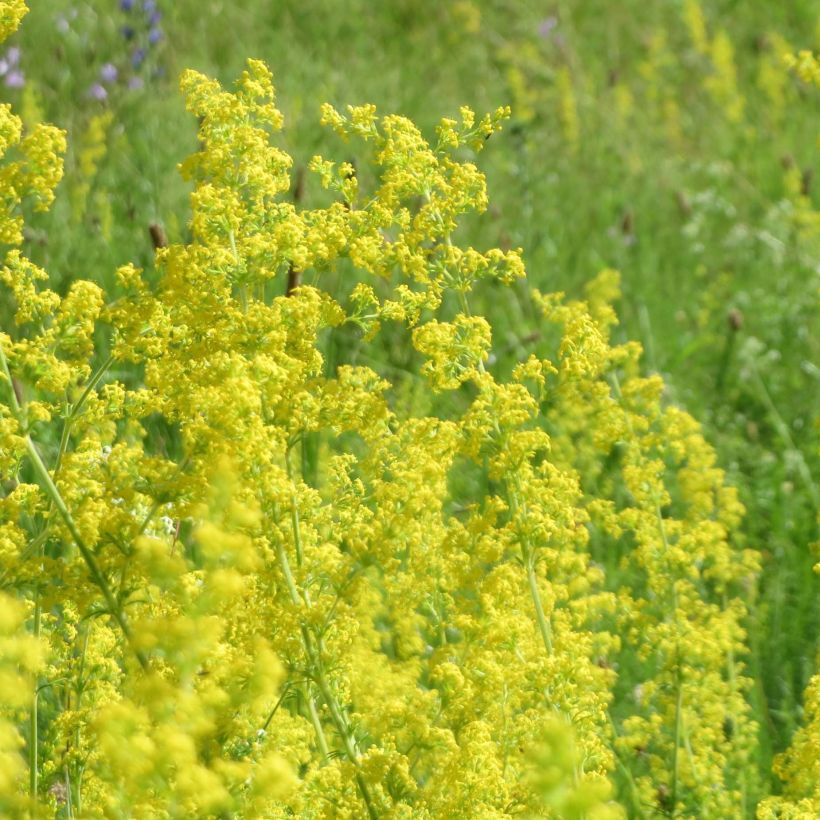 Galium verum - Echtes Labkraut (Flowering)
