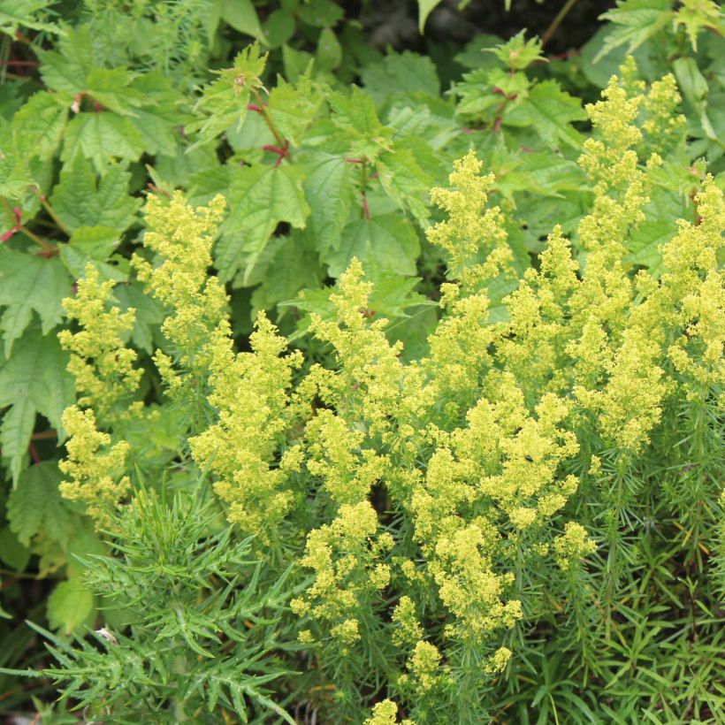 Galium verum - Echtes Labkraut (Plant habit)