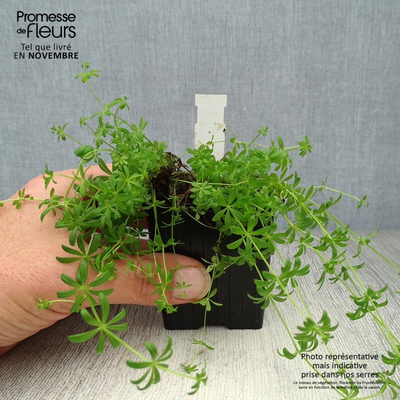 Example of Galium verum - Echtes Labkraut Kleine Töpfe von 8/9 cm as you get in automne