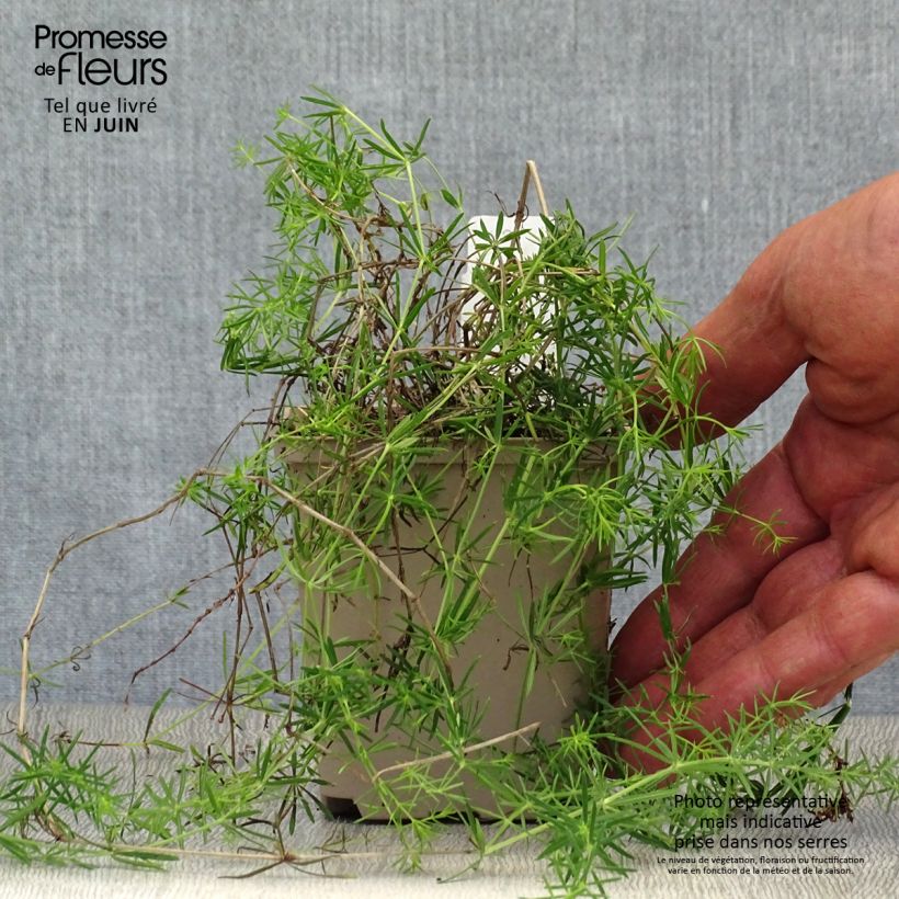 Exemplar von Galium verum - Echtes Labkraut Kleine Töpfe von 8/9 cm wie im Sommer geliefert