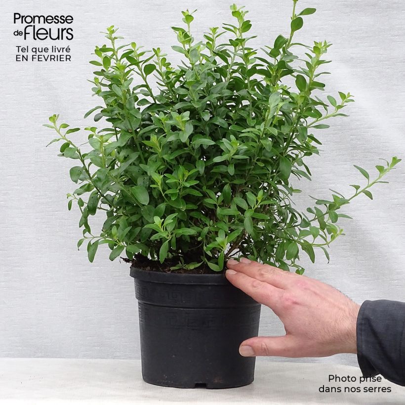 Exemplar von Galvezia speciosa Topf mit 3L/4L wie im Winter geliefert