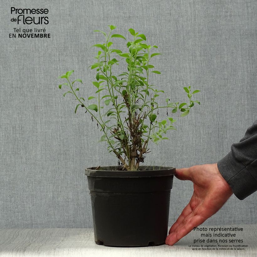 Example of Galvezia speciosa Topf mit 3L/4L as you get in automne