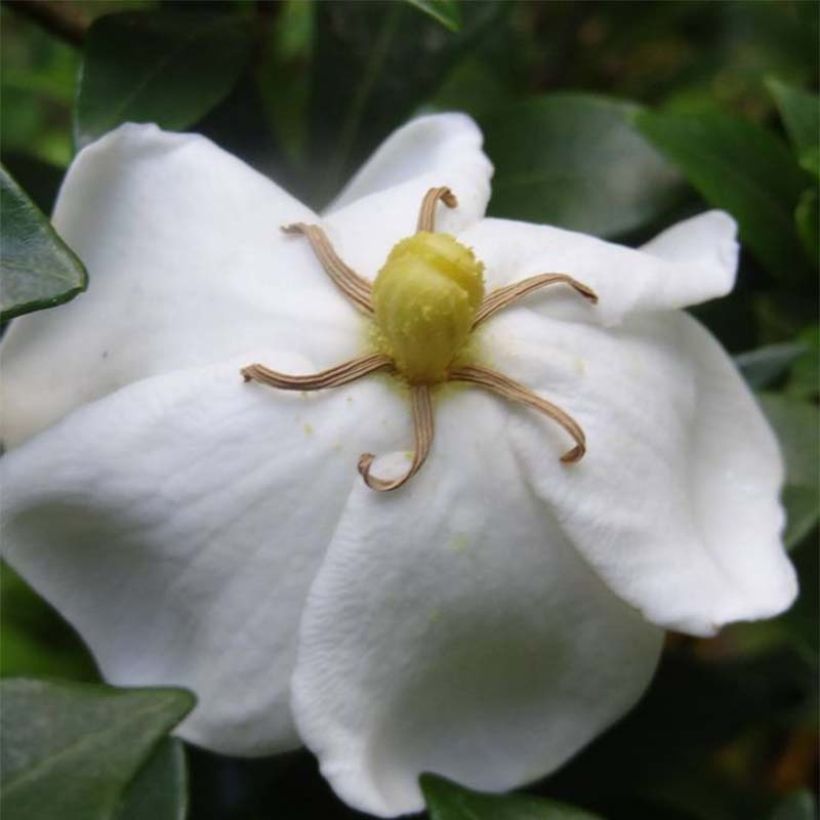 Gardenie Sweetheart - Gardenia jasminoides (Flowering)