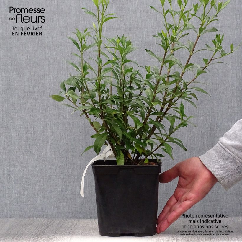Example of Gardenie Sweetheart - Gardenia jasminoides Topf mit 2L/3L as you get in automne