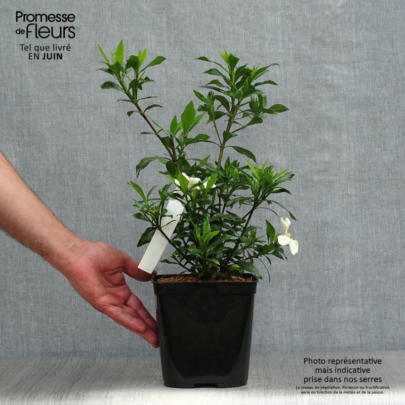 Exemplar von Gardenie Sweetheart - Gardenia jasminoides Topf mit 2L/3L wie im Sommer geliefert