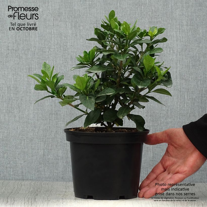 Example of Gardenie Crown Jewel - Gardenia jasminoides Topf mit 2L/3L as you get in automne