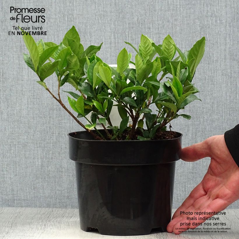 Example of Gardenie Double Diamonds - Gardenia jasminoides Topf mit 3L/4L as you get in automne