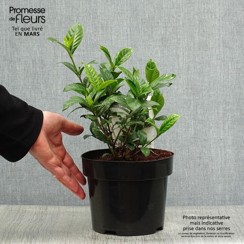 Exemplar von Gardenie Double Diamonds - Gardenia jasminoides Topf mit 3L/4L wie im Frühjahr geliefert