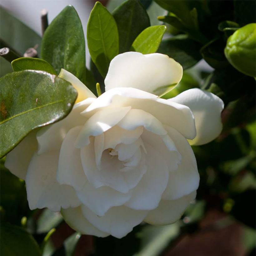 Gardenie Double Mint - Gardenia jasminoides (Flowering)