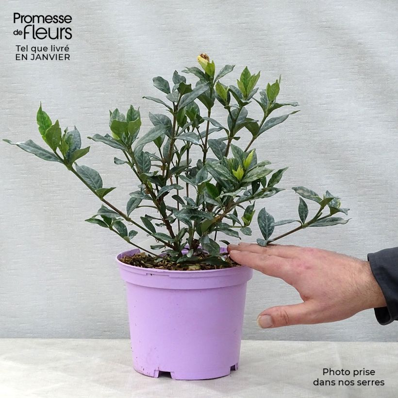 Exemplar von Gardenie Double Mint - Gardenia jasminoides Topf mit 2L/3L wie im Winter geliefert