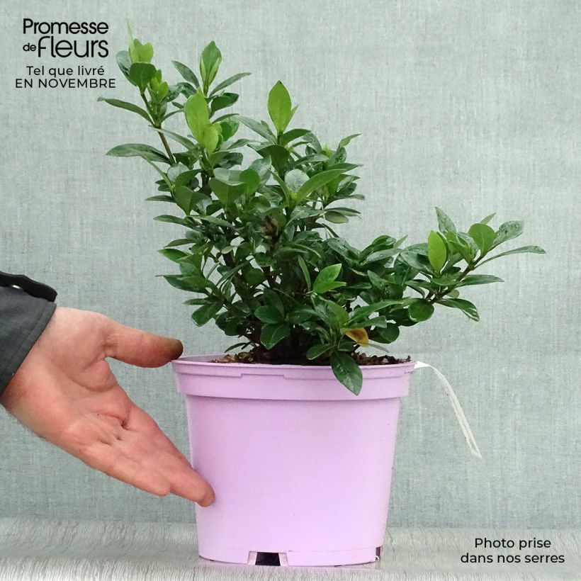 Example of Gardenie Kleim's Hardy - Gardenia jasminoides Topf mit 2L/3L as you get in automne