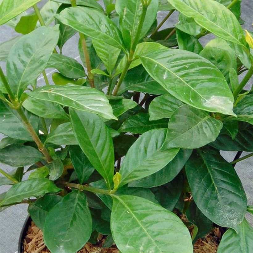 Gardenie Perfumed Petticoats - Gardenia jasminoides (Foliage)