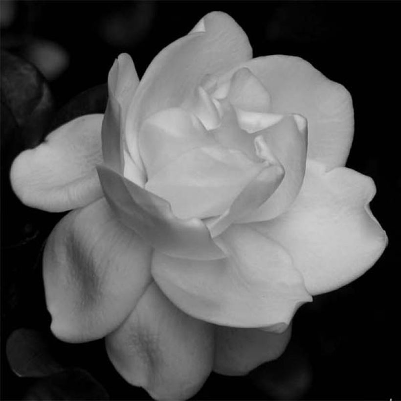 Gardenie Perfumed Petticoats - Gardenia jasminoides (Flowering)