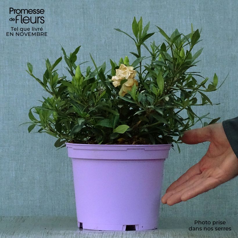 Example of Gardenie Perfumed Petticoats - Gardenia jasminoides Topf mit 2L/3L as you get in automne