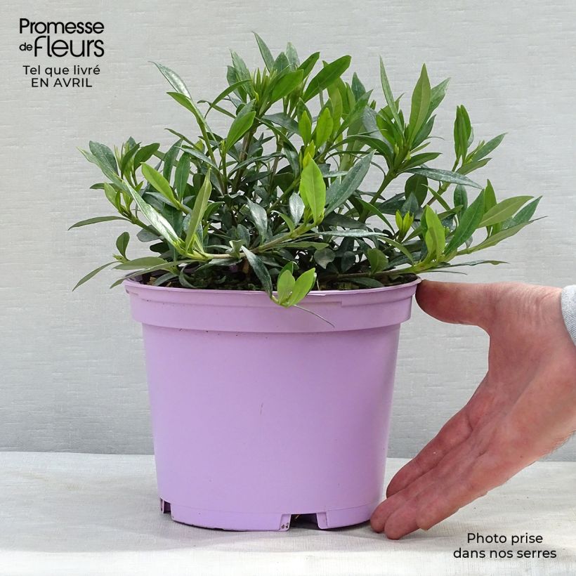 Exemplar von Gardenie Perfumed Petticoats - Gardenia jasminoides Topf mit 2L/3L wie im Frühjahr geliefert