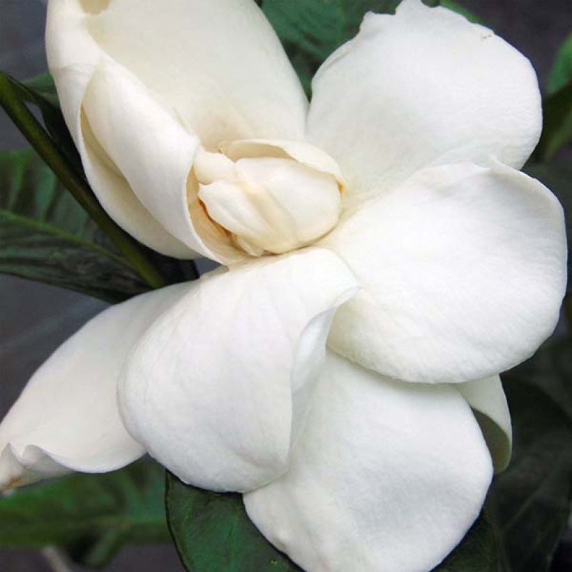 Gardenie Summer Snow - Gardenia jasminoides (Flowering)