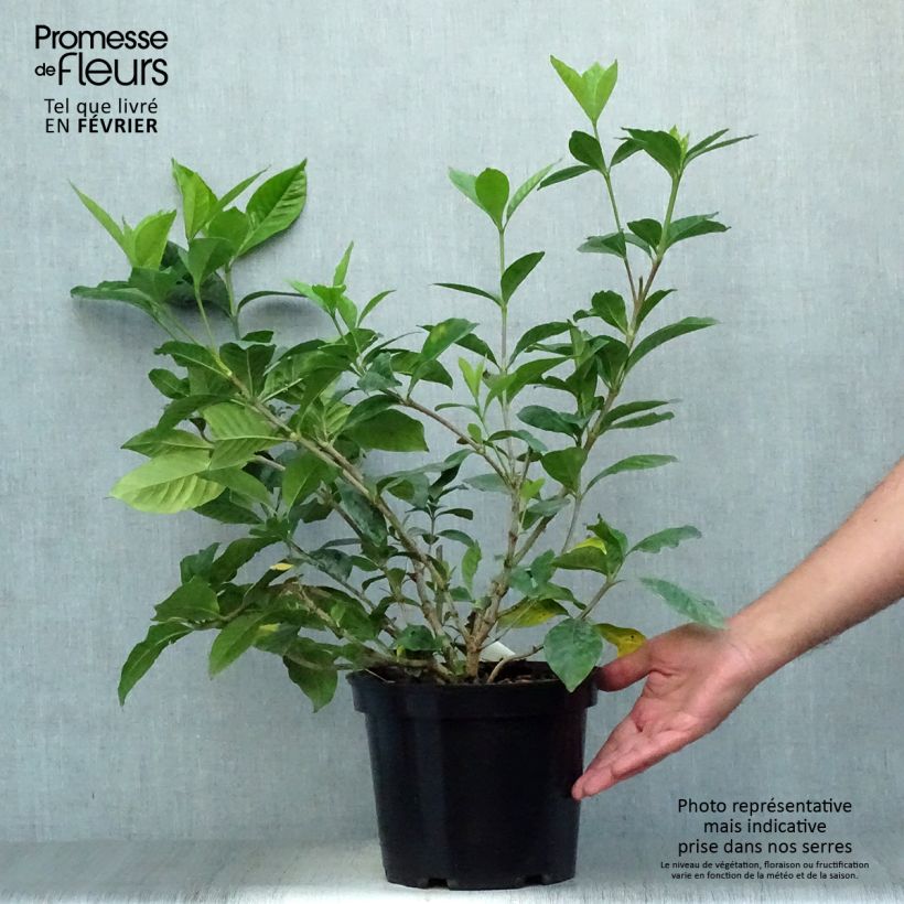 Example of Gardenie Summer Snow - Gardenia jasminoides Topf mit 3L/4L as you get in automne